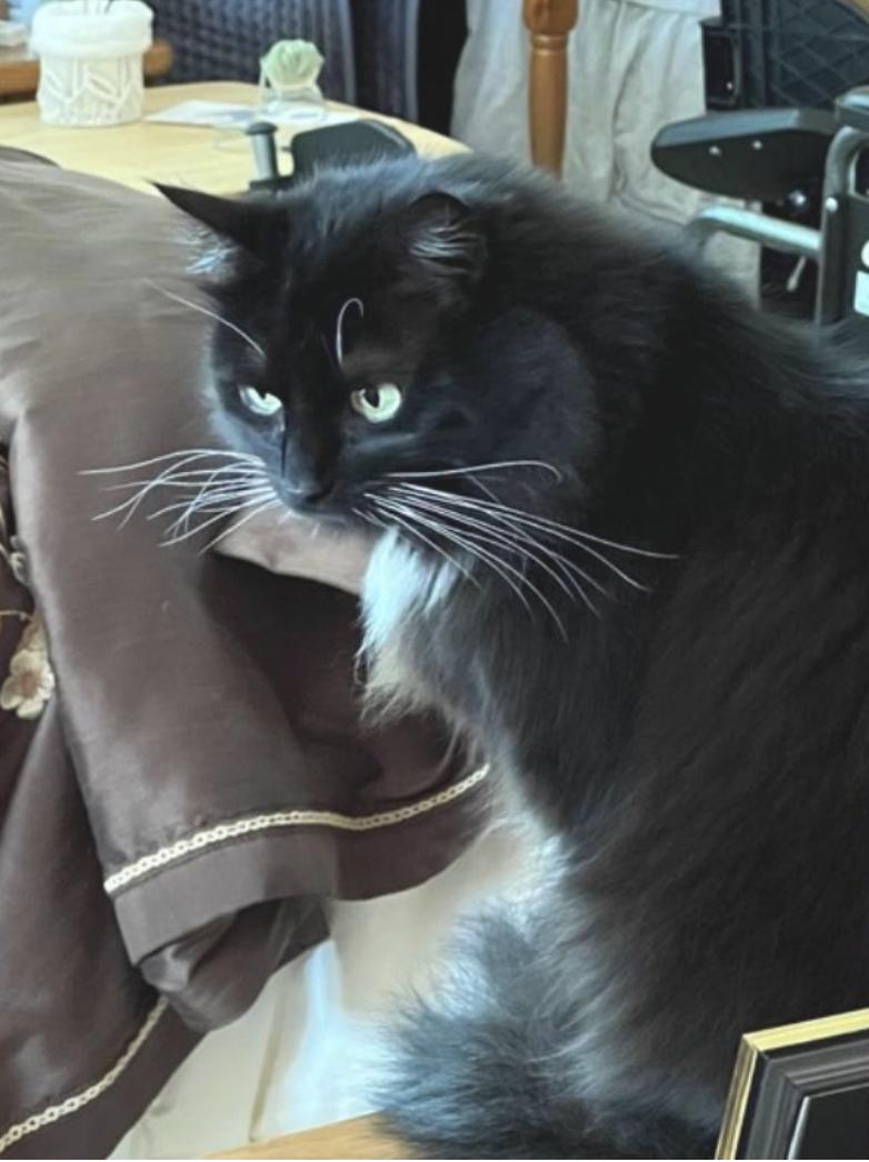 Abby, a ADOPTABLE Domestic Long Hair in Novato, CA image 3/4