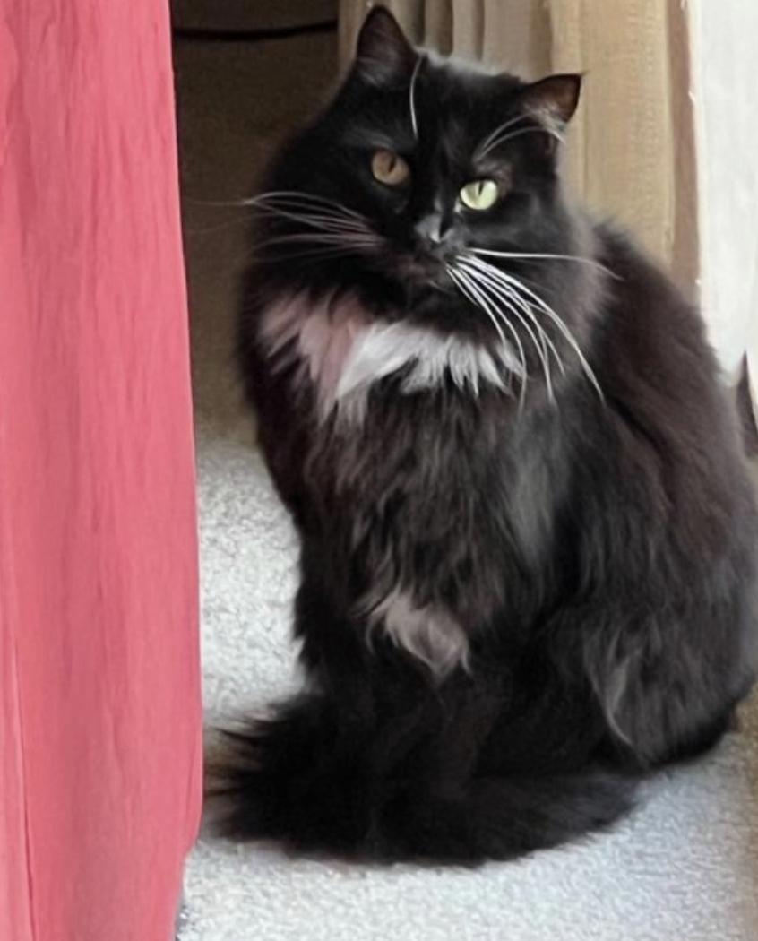 Abby, a ADOPTABLE Domestic Long Hair in Novato, CA image 4/4