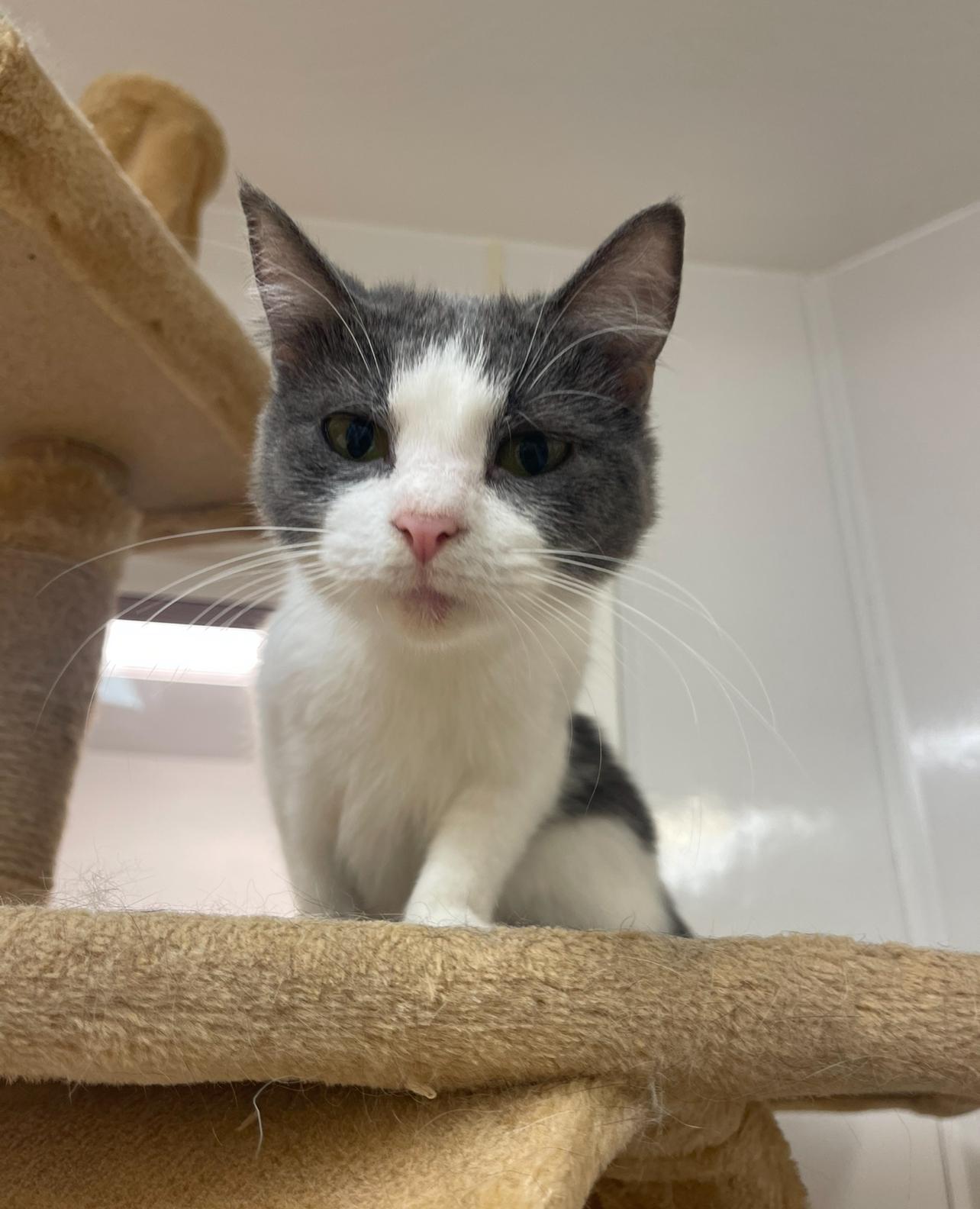 Enlarge Diamond, an adoptable Domestic Short Hair in Indiana, PA image 4/4