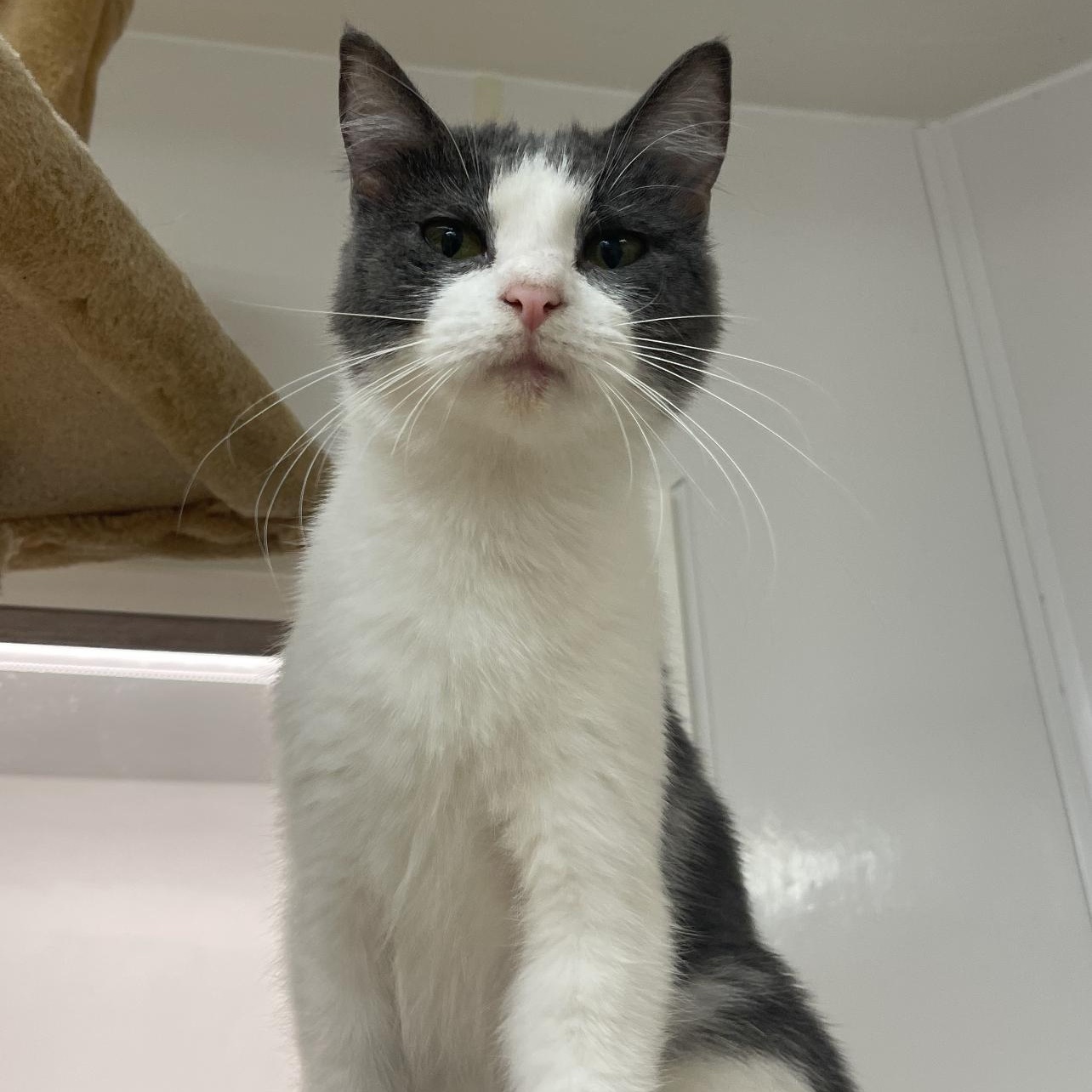 Enlarge Diamond, an adoptable Domestic Short Hair in Indiana, PA image 2/4