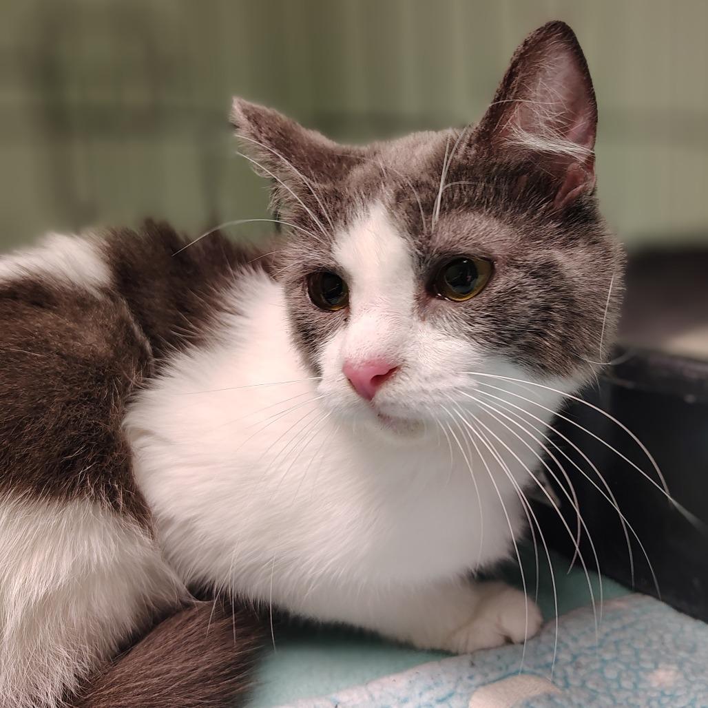 Enlarge Diamond, an adoptable Domestic Short Hair in Indiana, PA image 3/4