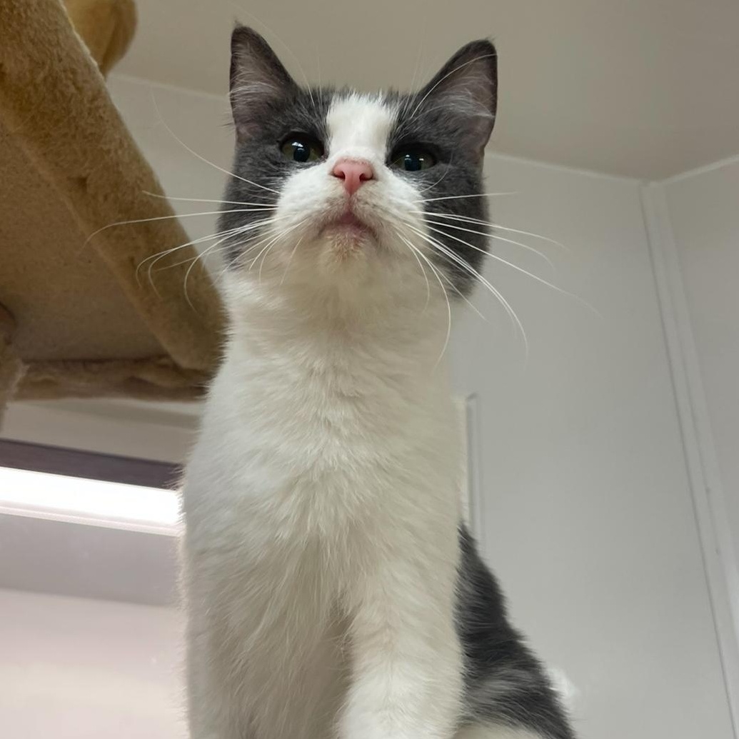 Enlarge Diamond, an adoptable Domestic Short Hair in Indiana, PA image 1/4