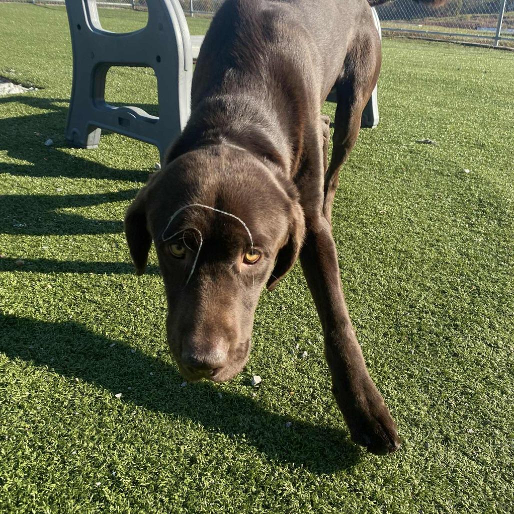 Moose, Adoptable, Young Male Chocolate Labrador Retriever.
