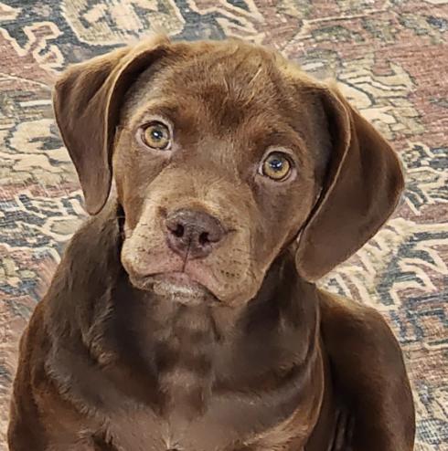 A Reese **available at offsite adoption event on Sunday, 11/23 * please read bio for info *