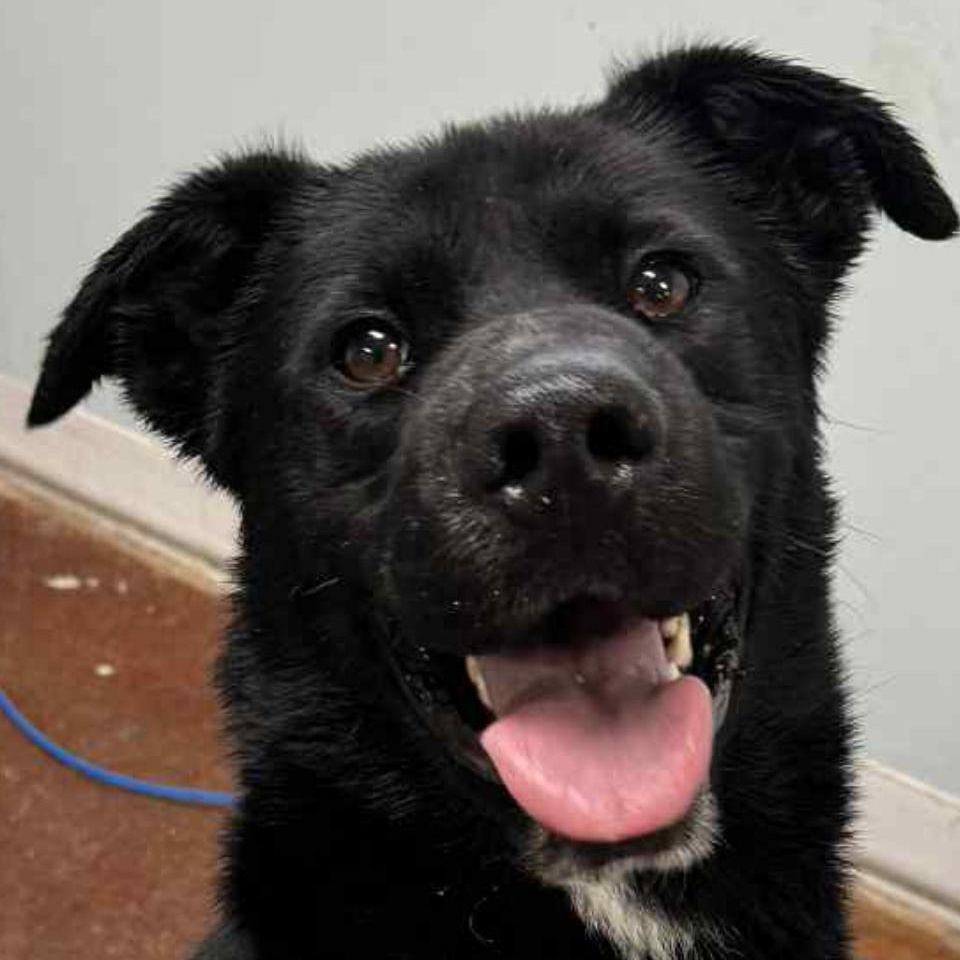 Drake, Adoptable, Adult Male Black Labrador Retriever.