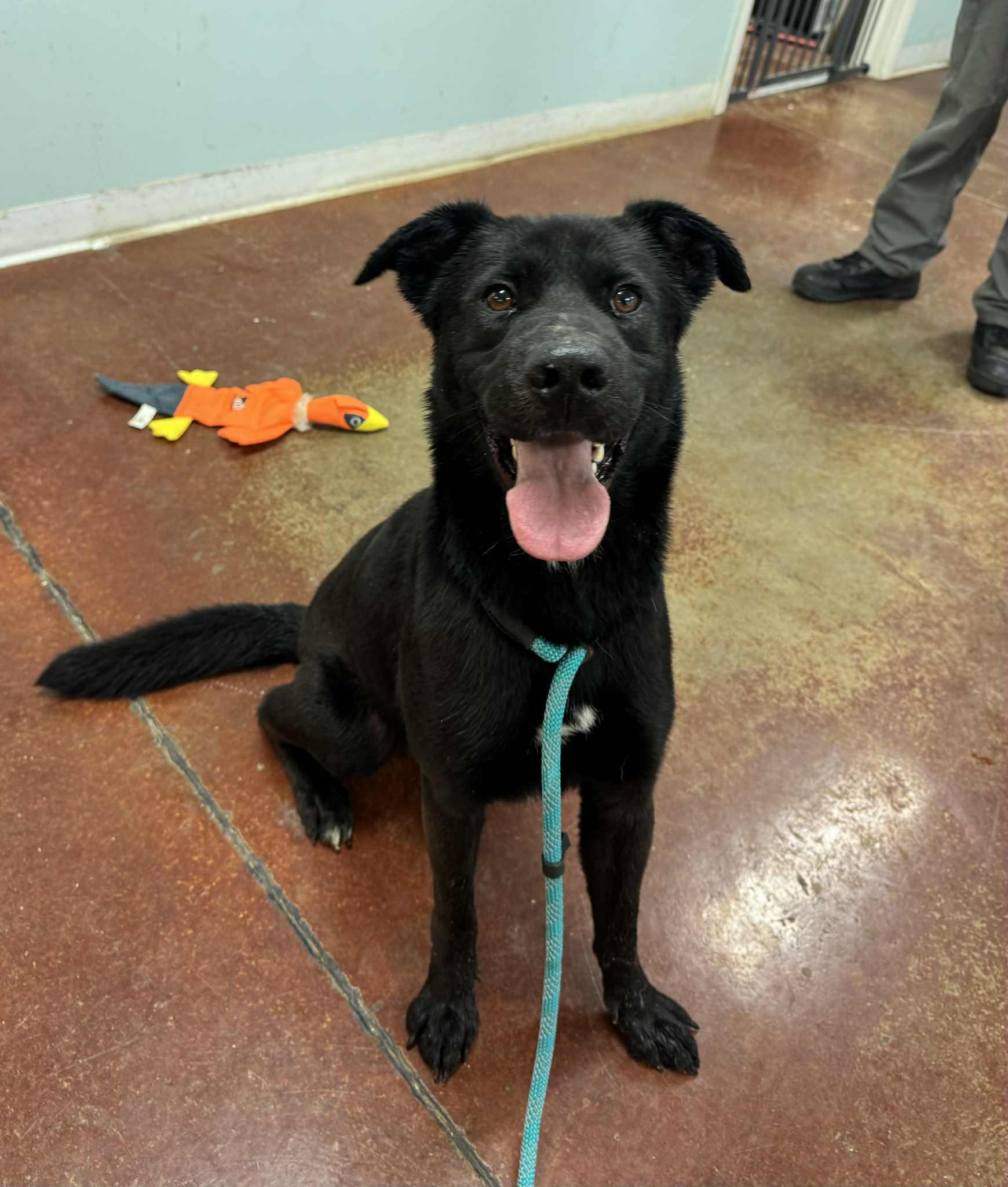 Enlarge Drake, a Adoptable mixed breed in Shelbyville, KY image 2/2