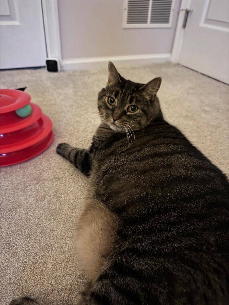 Callie, a Adoptable Tabby in Colmar, PA image 1/3