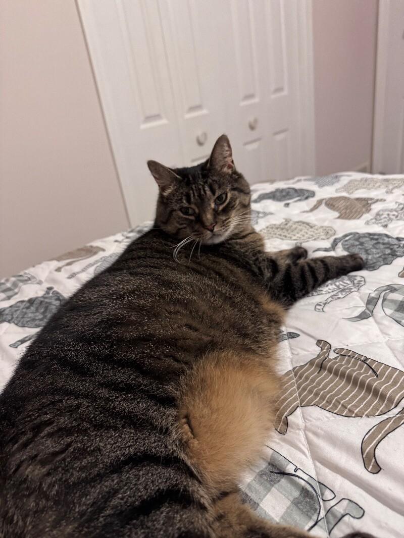 Callie, a Adoptable Tabby in Colmar, PA image 2/3