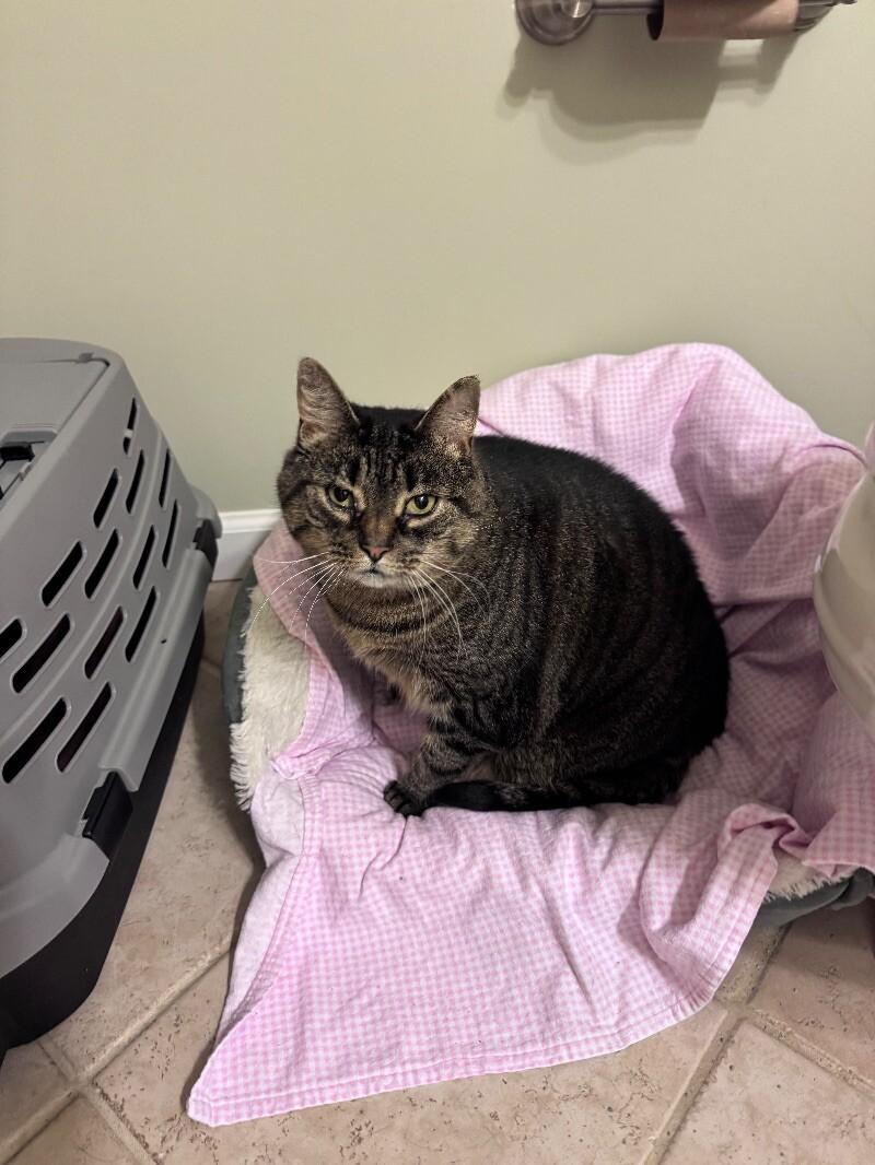 Callie, a Adoptable Tabby in Colmar, PA image 3/3