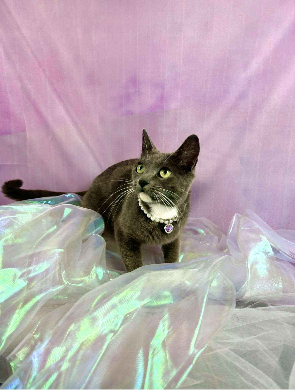 Socks , a ADOPTABLE mixed breed in Webster, TX image 5/5