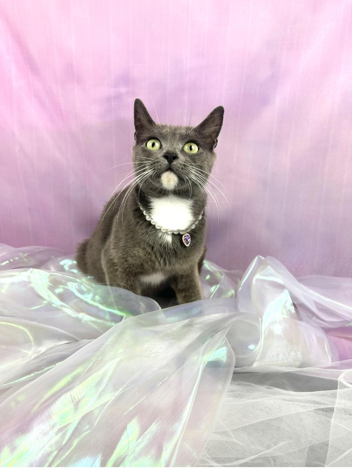 Socks , a ADOPTABLE mixed breed in Webster, TX image 2/5