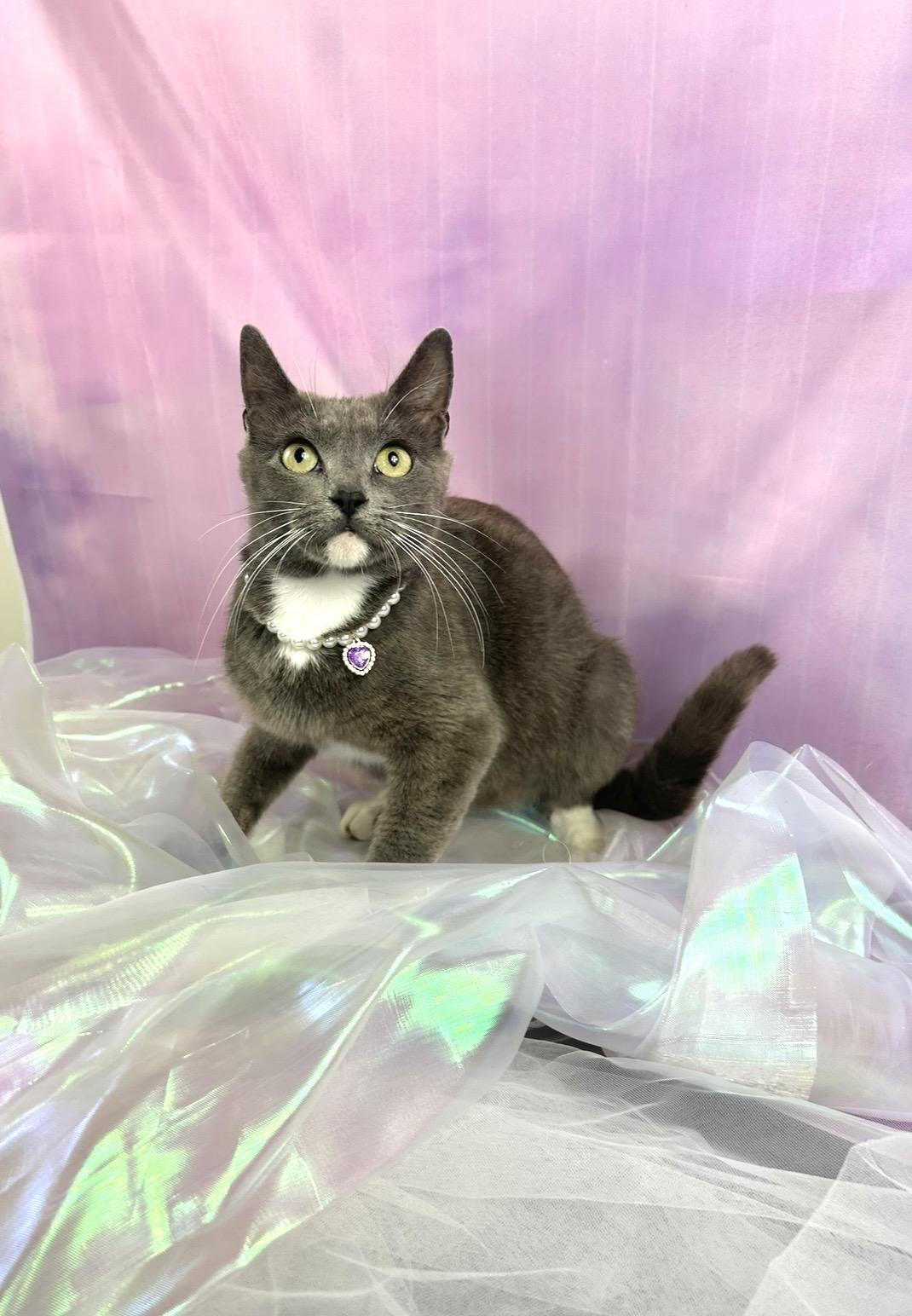 Socks , ADOPTABLE, Adult Female Russian Blue & Domestic Short Hair.