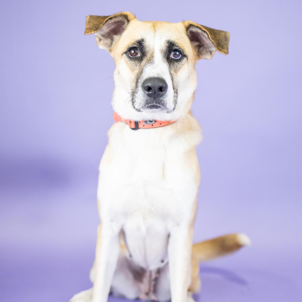 Apple, Adoptable, Adult Female Mixed Breed.