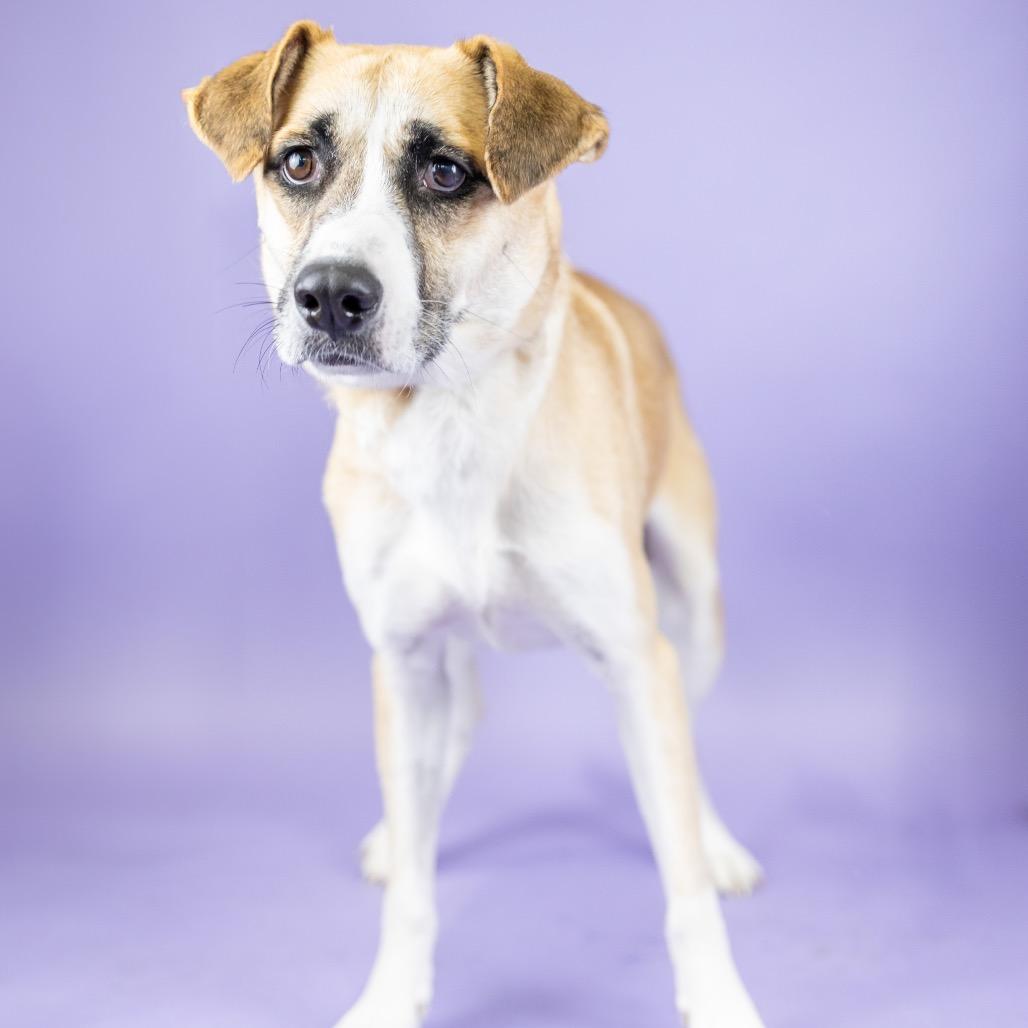 Apple, Adoptable, Adult Female Mixed Breed.