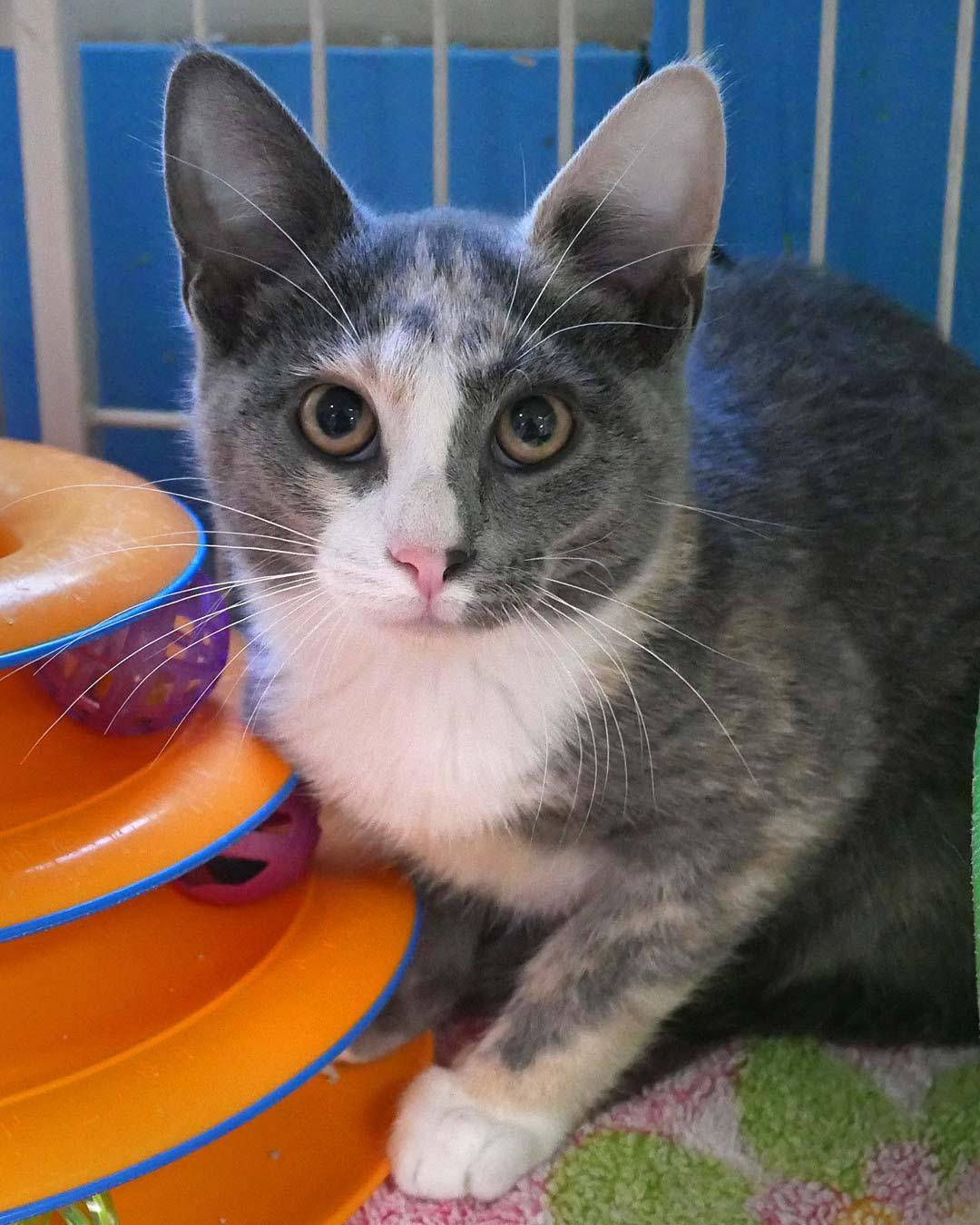 Enlarge Nickel, a ADOPTABLE Dilute Calico in Bloomingdale, NJ image 3/3
