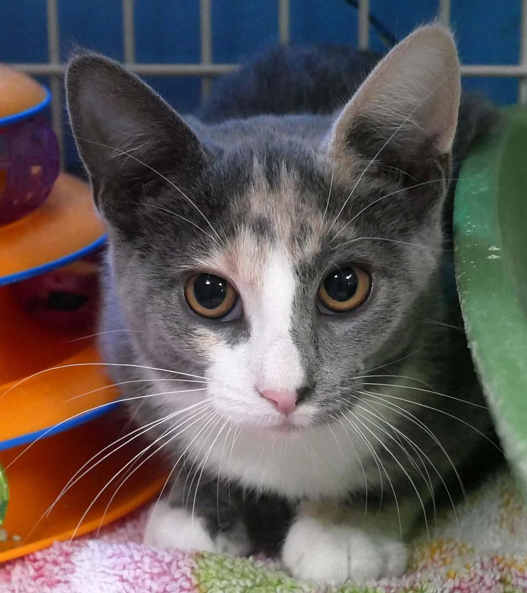 Enlarge Nickel, a ADOPTABLE Dilute Calico in Bloomingdale, NJ image 2/3