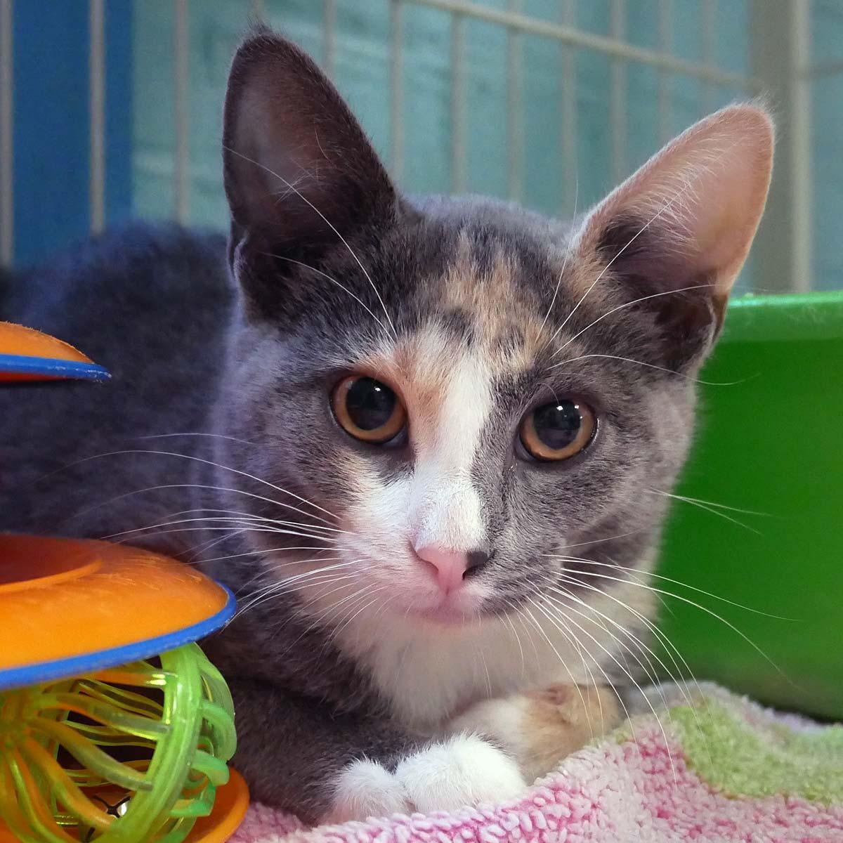Nickel, ADOPTABLE, Kitten Female Dilute Calico.