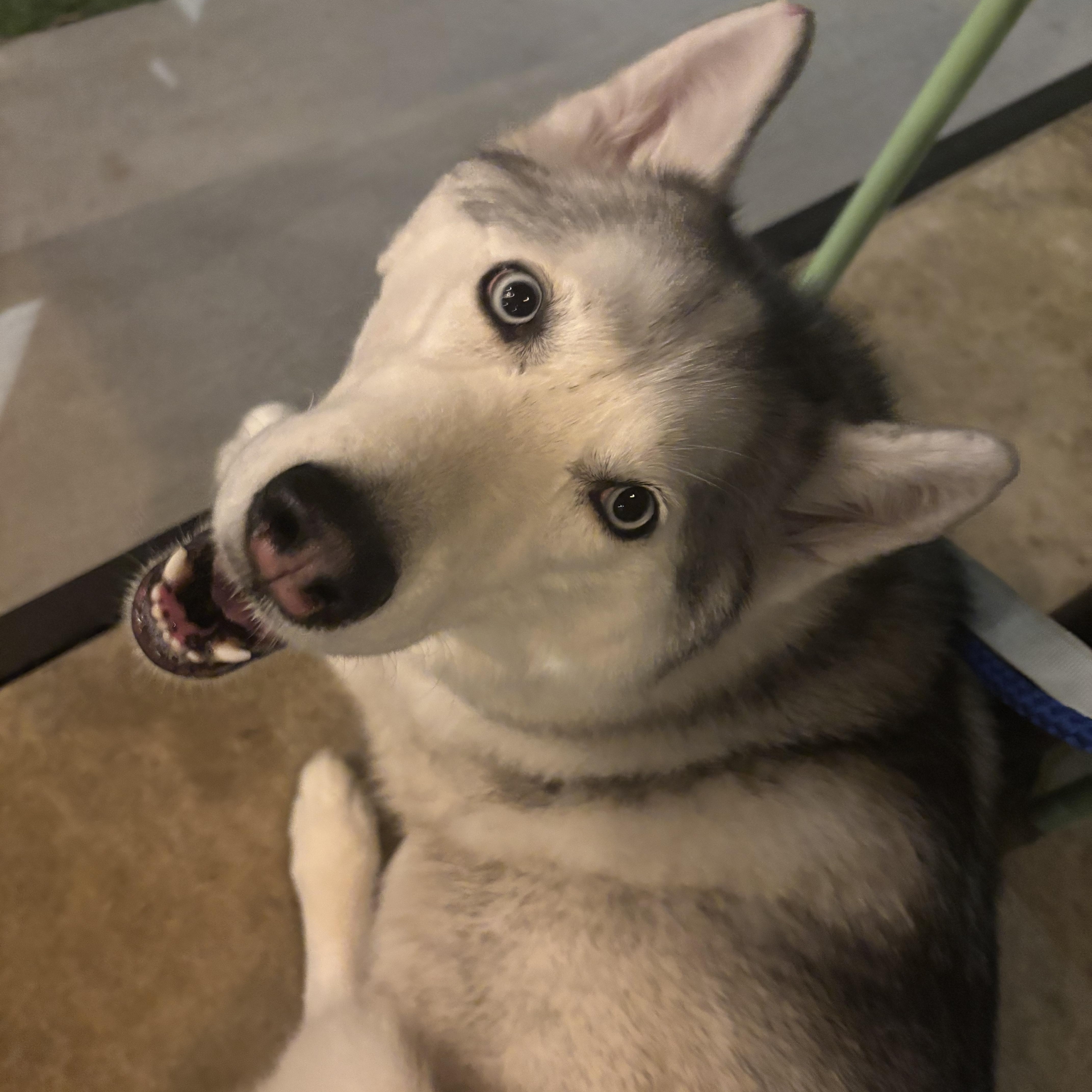 Cici , ADOPTABLE, Adult Female Siberian Husky.