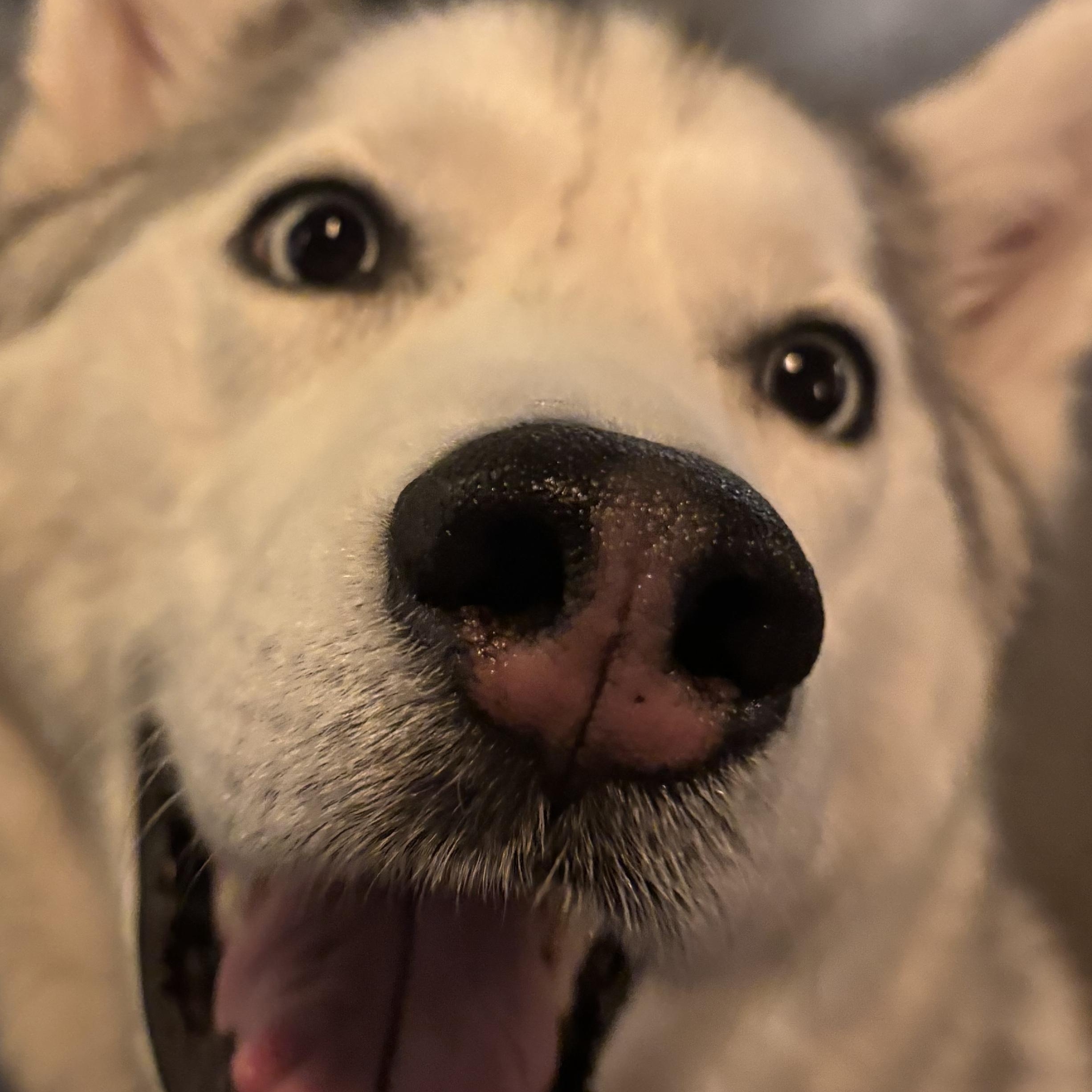 Cici , a ADOPTABLE Siberian Husky in York, PA image 2/2