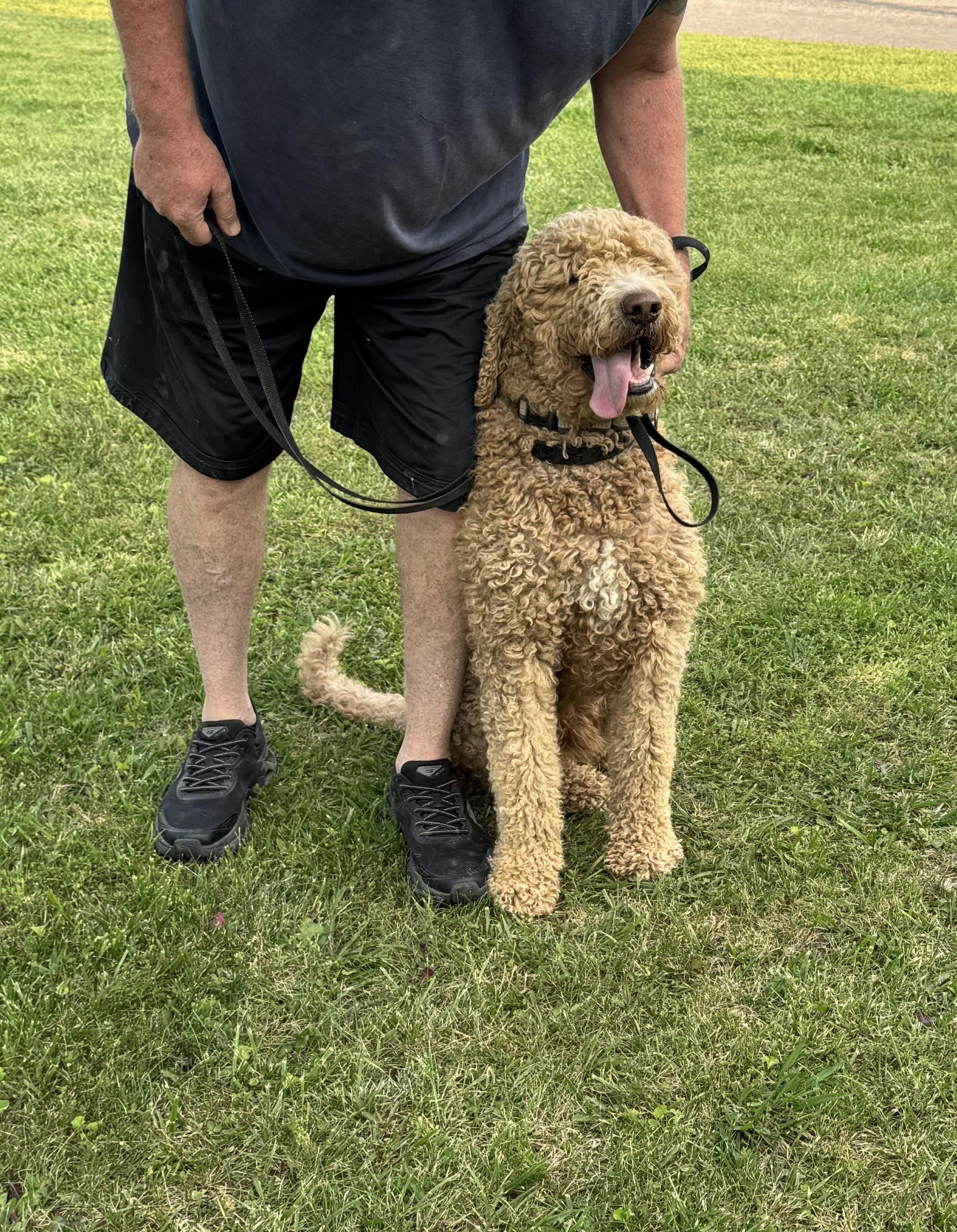Bentley, an adoptable Goldendoodle in Greeneville, TN, 37743 | Photo Image 1