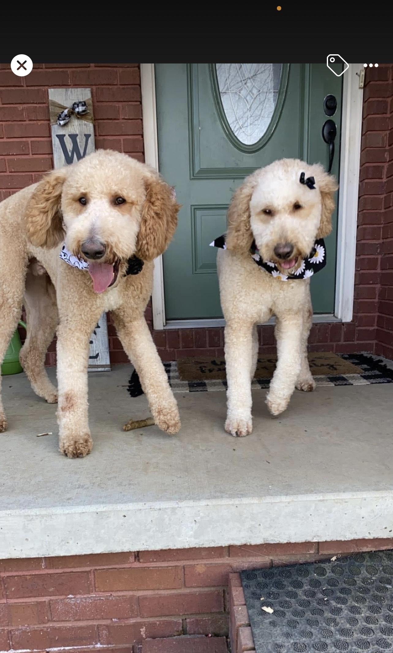 Bentley, an adoptable Goldendoodle in Greeneville, TN, 37743 | Photo Image 3