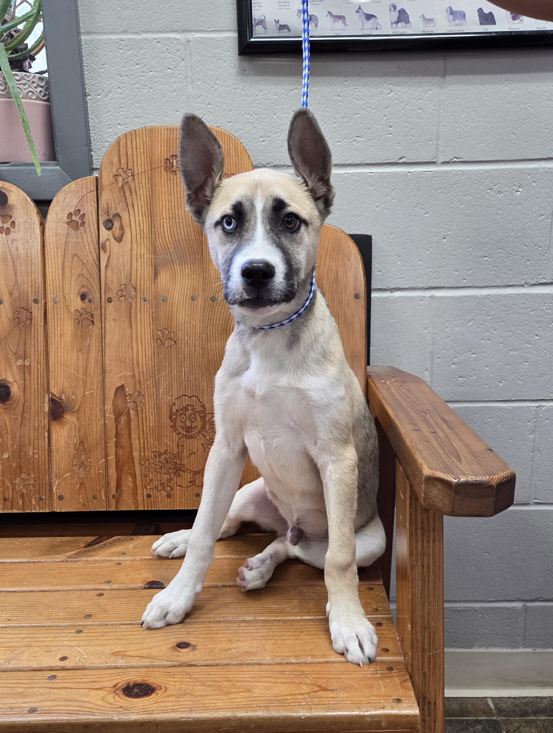 Wally, ADOPTABLE, Puppy Male Husky.