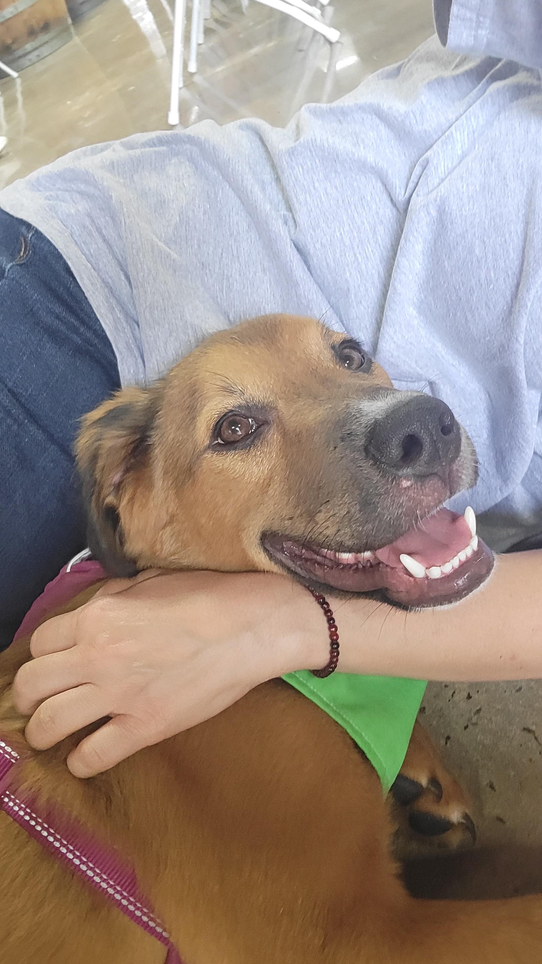 Enlarge Montana Max, a Adopted mixed breed in Burlington, NC image 3/3