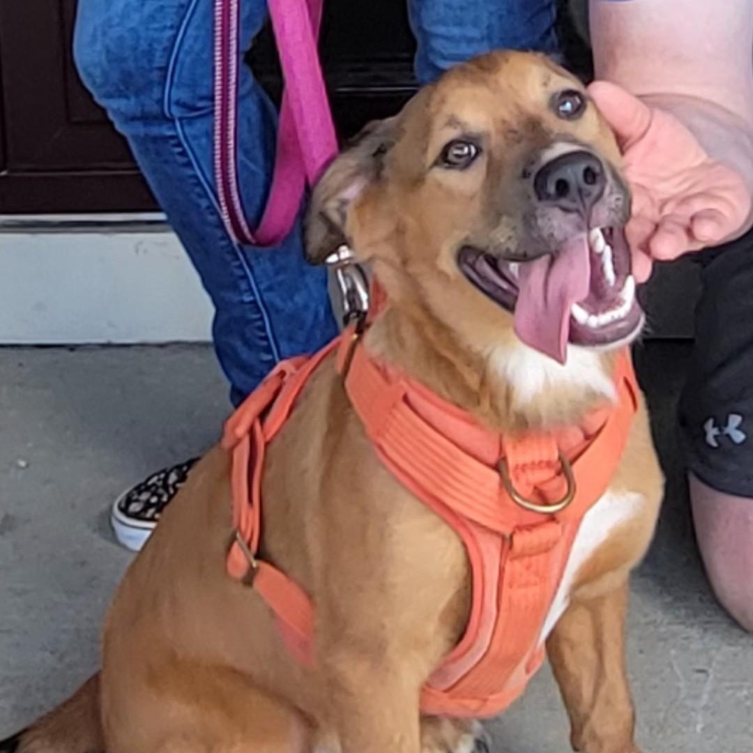Enlarge Montana Max, a Adopted mixed breed in Burlington, NC image 1/3