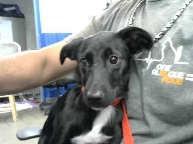 VIRGINIA, Adoptable, Puppy Female Cardigan Welsh Corgi & Mixed Breed.