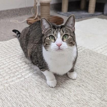 Nova, a Adoptable Domestic Short Hair image 1/3