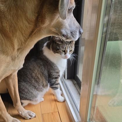 Nova, Adoptable, Adult Female Domestic Short Hair & Domestic Short Hair.