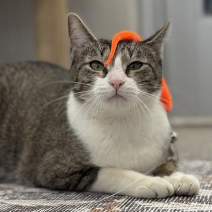 Nova, a Adoptable Domestic Short Hair image 3/3