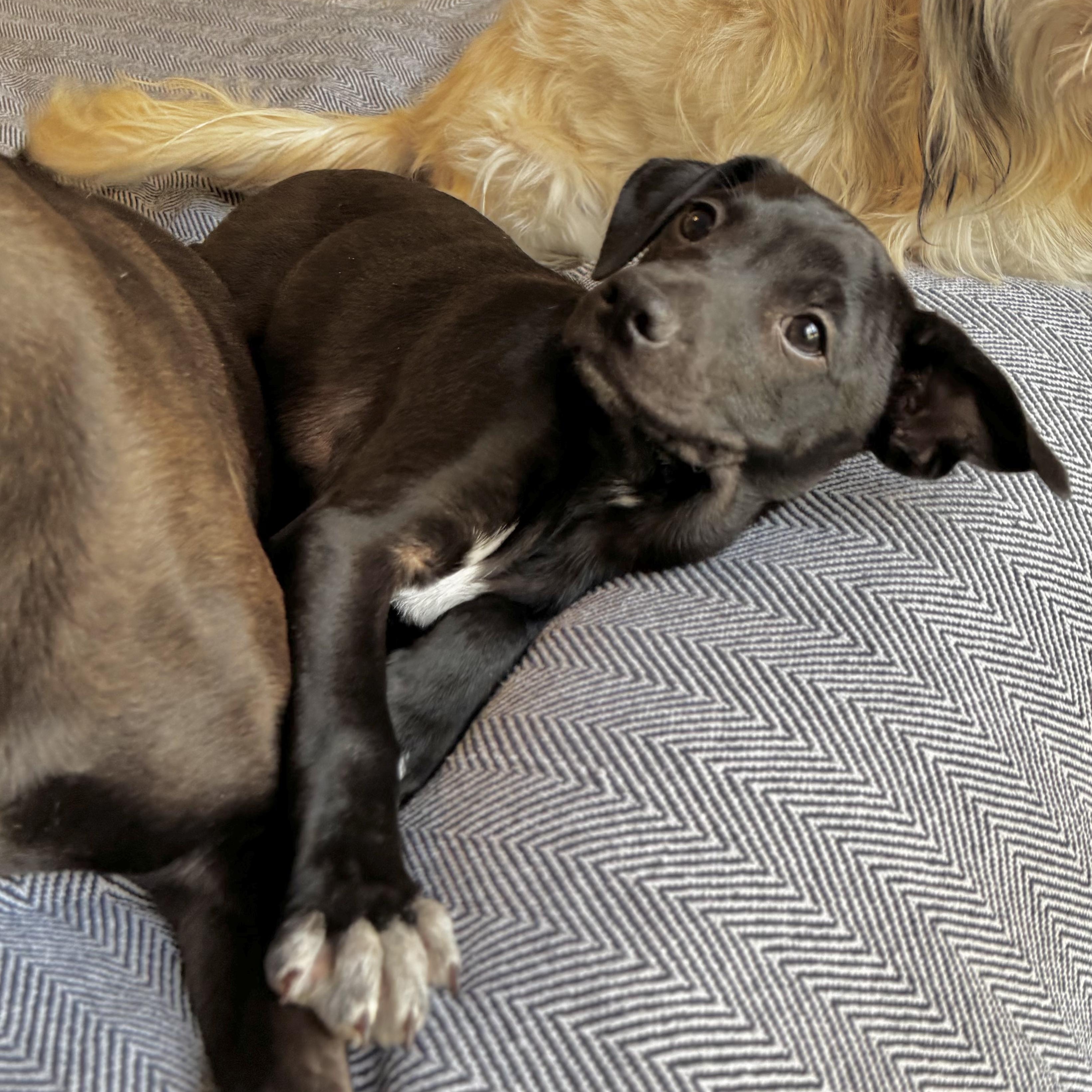 Enlarge Alfie, a ADOPTABLE mixed breed in Boston, MA image 3/6