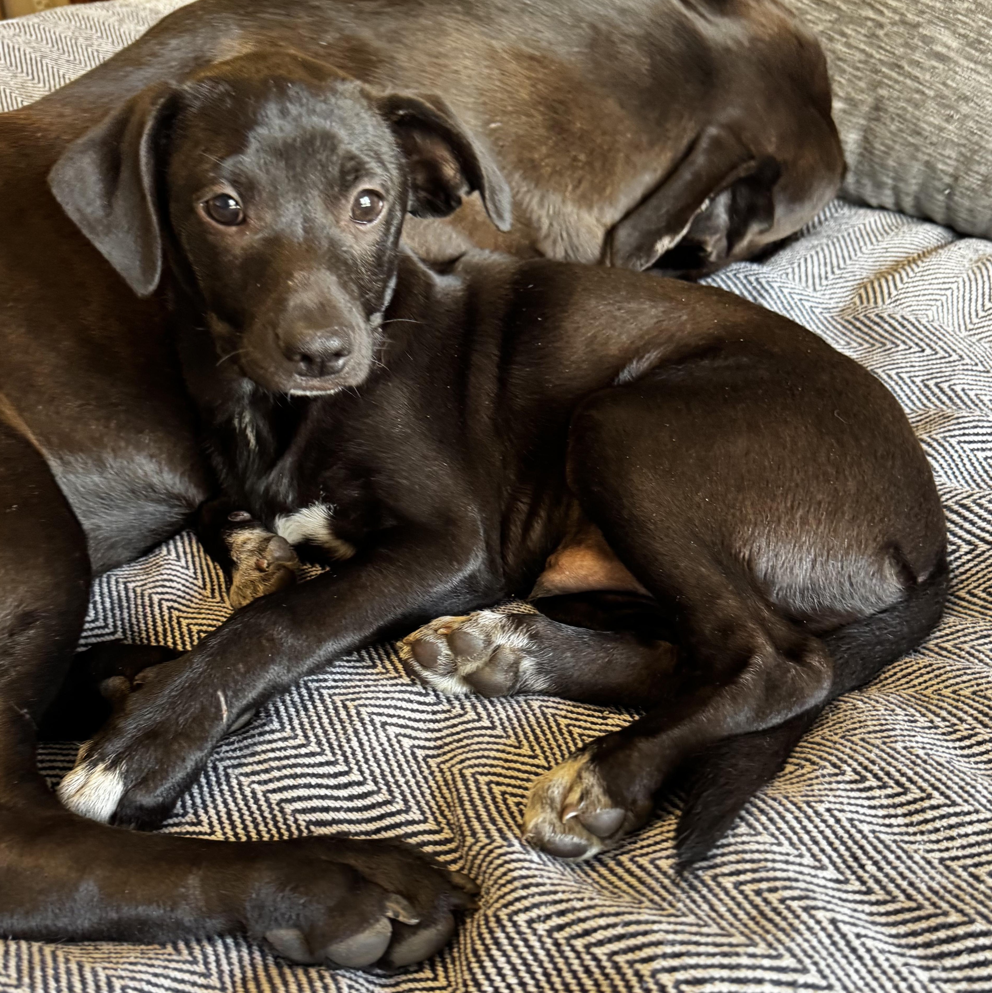 Enlarge Alfie, a ADOPTABLE mixed breed in Boston, MA image 4/6