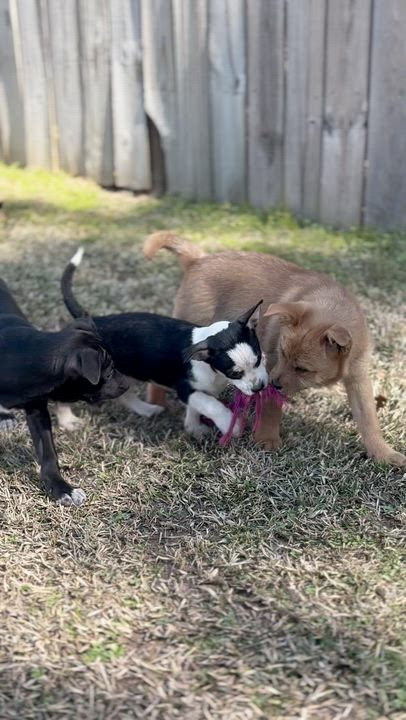 Enlarge Alfie, a ADOPTABLE mixed breed in Boston, MA video 5/6