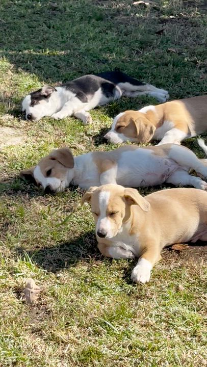 Enlarge Alfie, a ADOPTABLE mixed breed in Boston, MA video 6/6