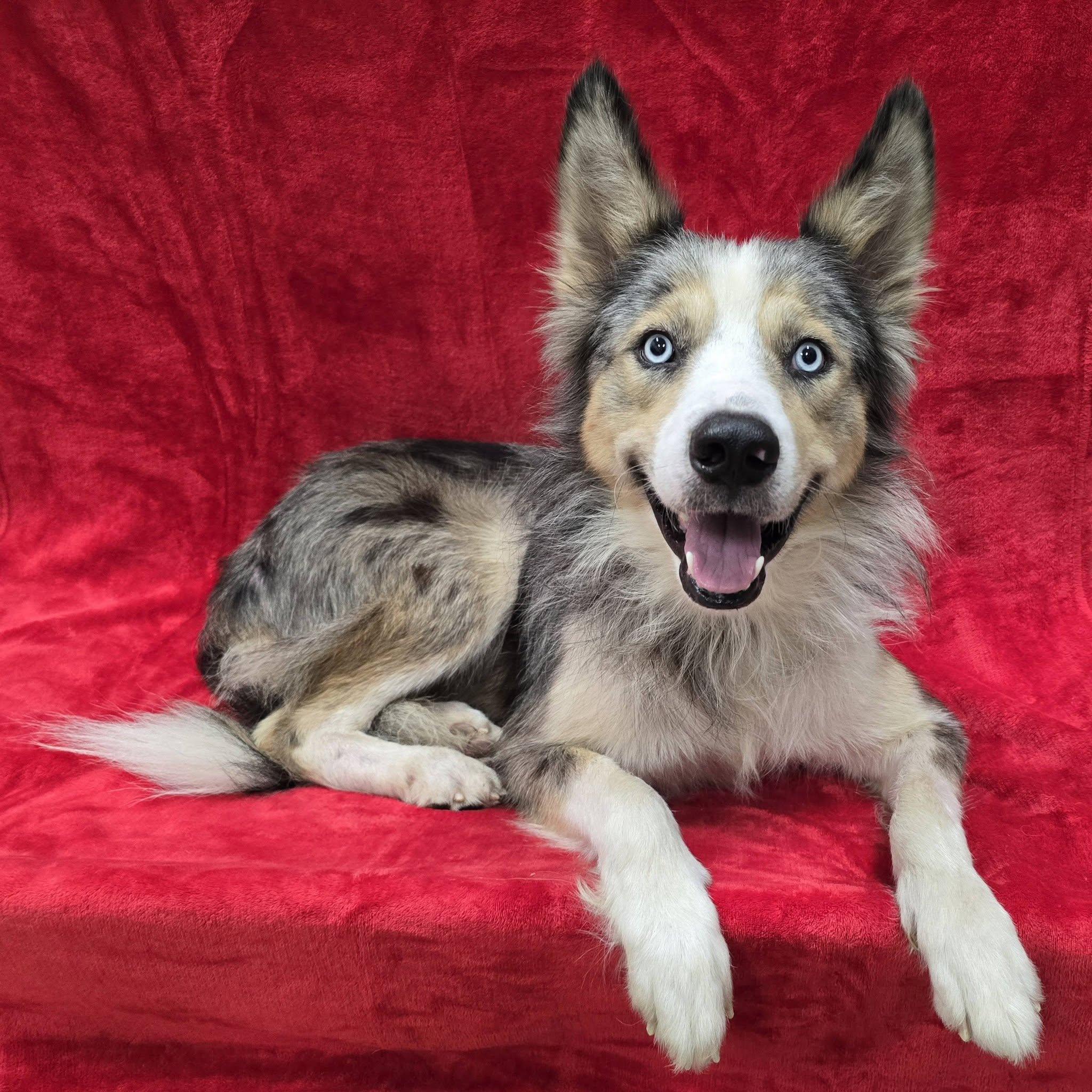 Enlarge Bowie, an adopted mixed breed in Frankfort, IN image 4/4