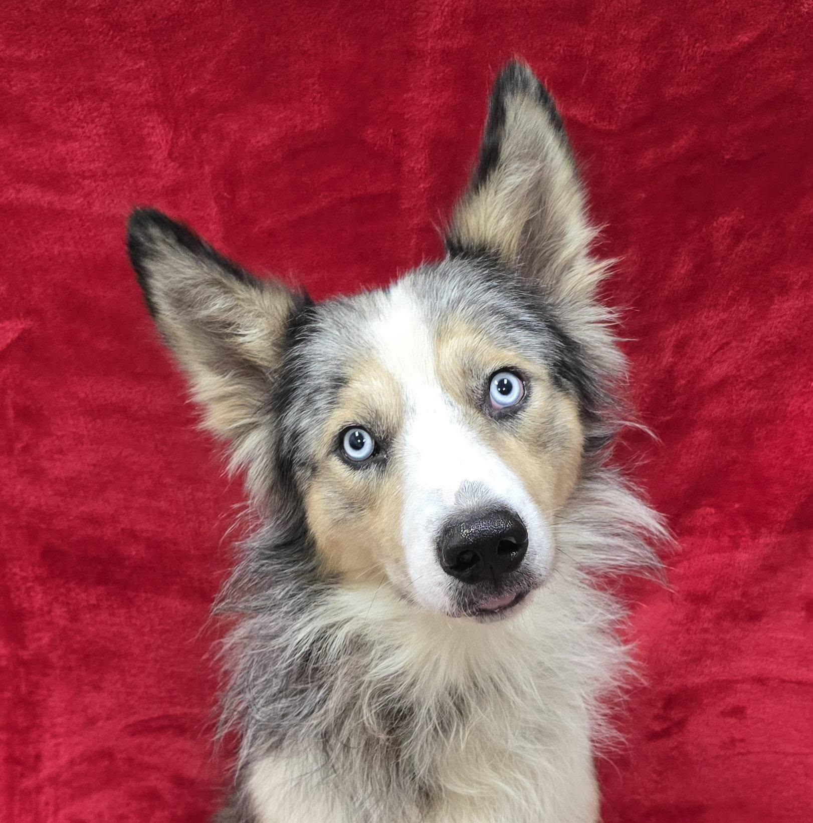 Enlarge Bowie, an adopted mixed breed in Frankfort, IN image 2/4