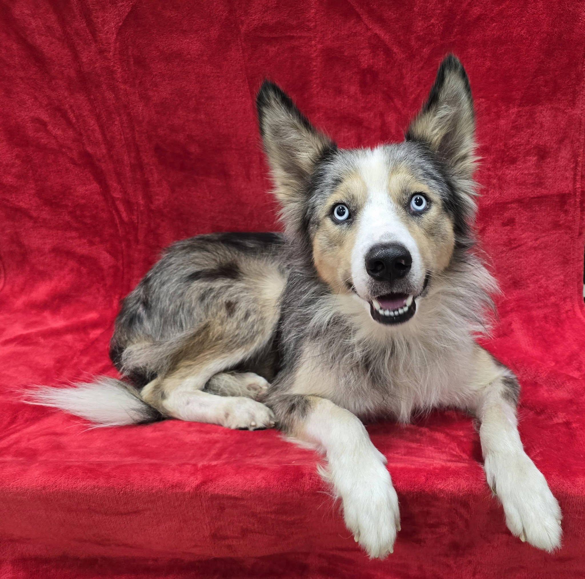 Bowie, adopted, Adult Male Australian Shepherd.