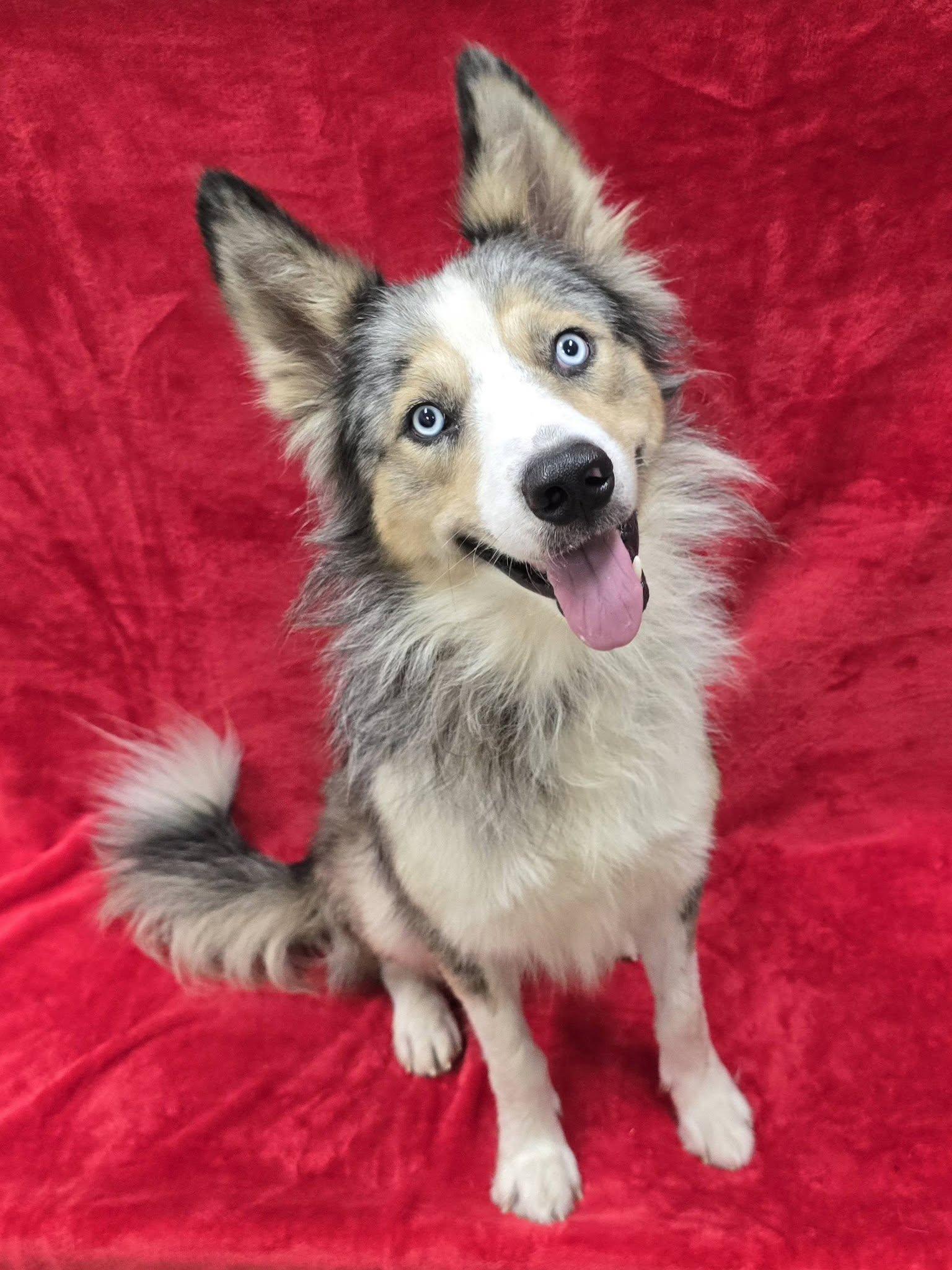 Enlarge Bowie, an adopted mixed breed in Frankfort, IN image 3/4