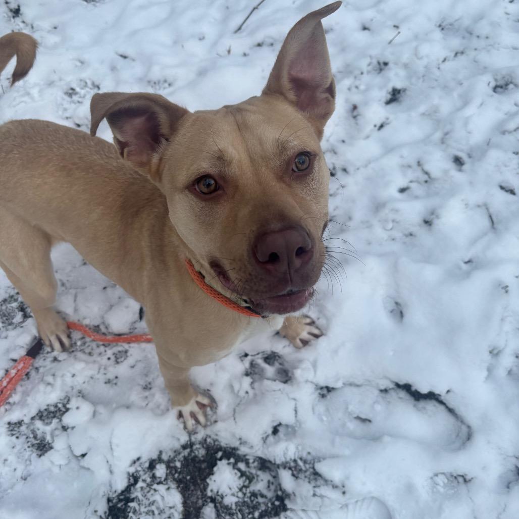 Enlarge Tanner, a Adoptable Mixed Breed in Greenville, PA image 1/3