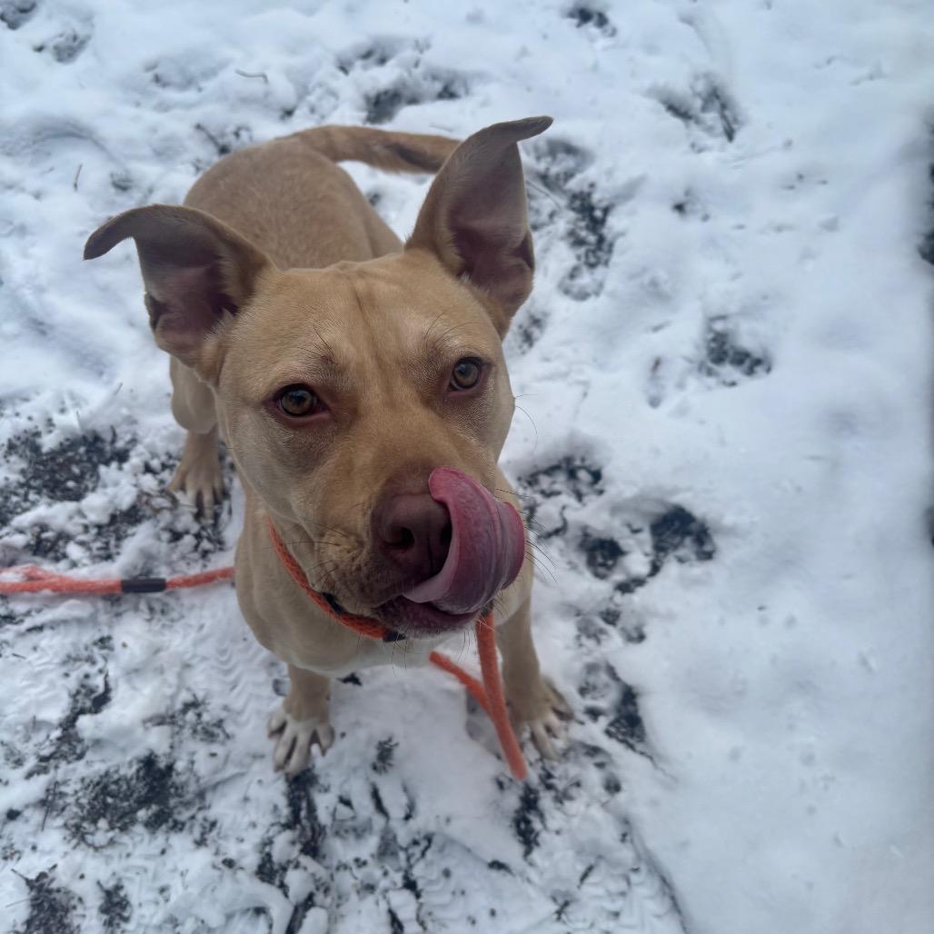 Enlarge Tanner, a Adoptable Mixed Breed in Greenville, PA image 2/3