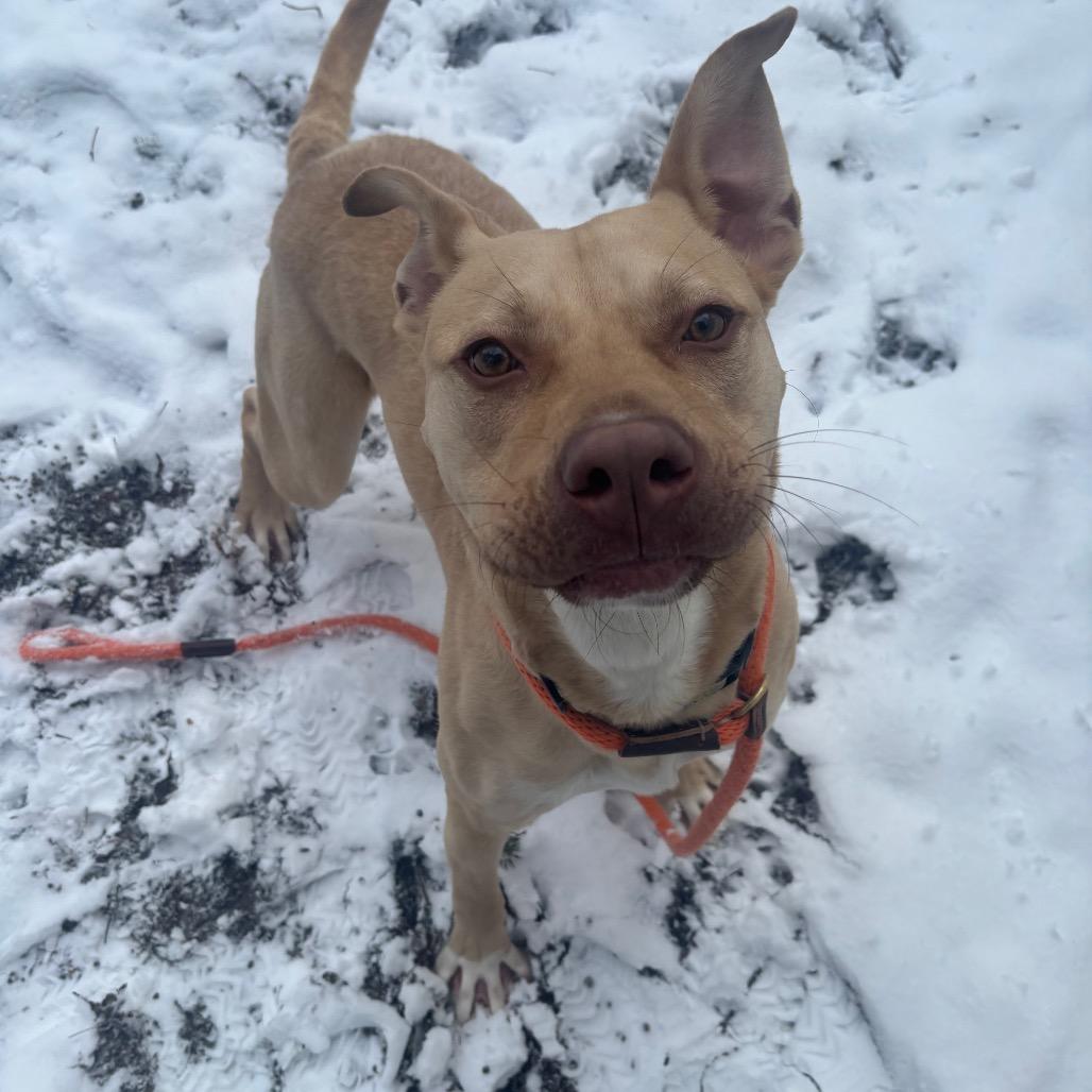 Enlarge Tanner, a Adoptable Mixed Breed in Greenville, PA image 3/3