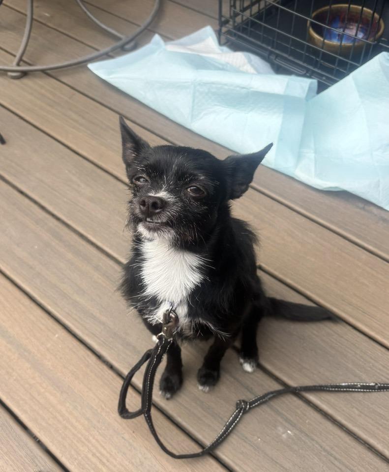 Sando, an adoptable mixed breed in Eugene, OR image 2/3