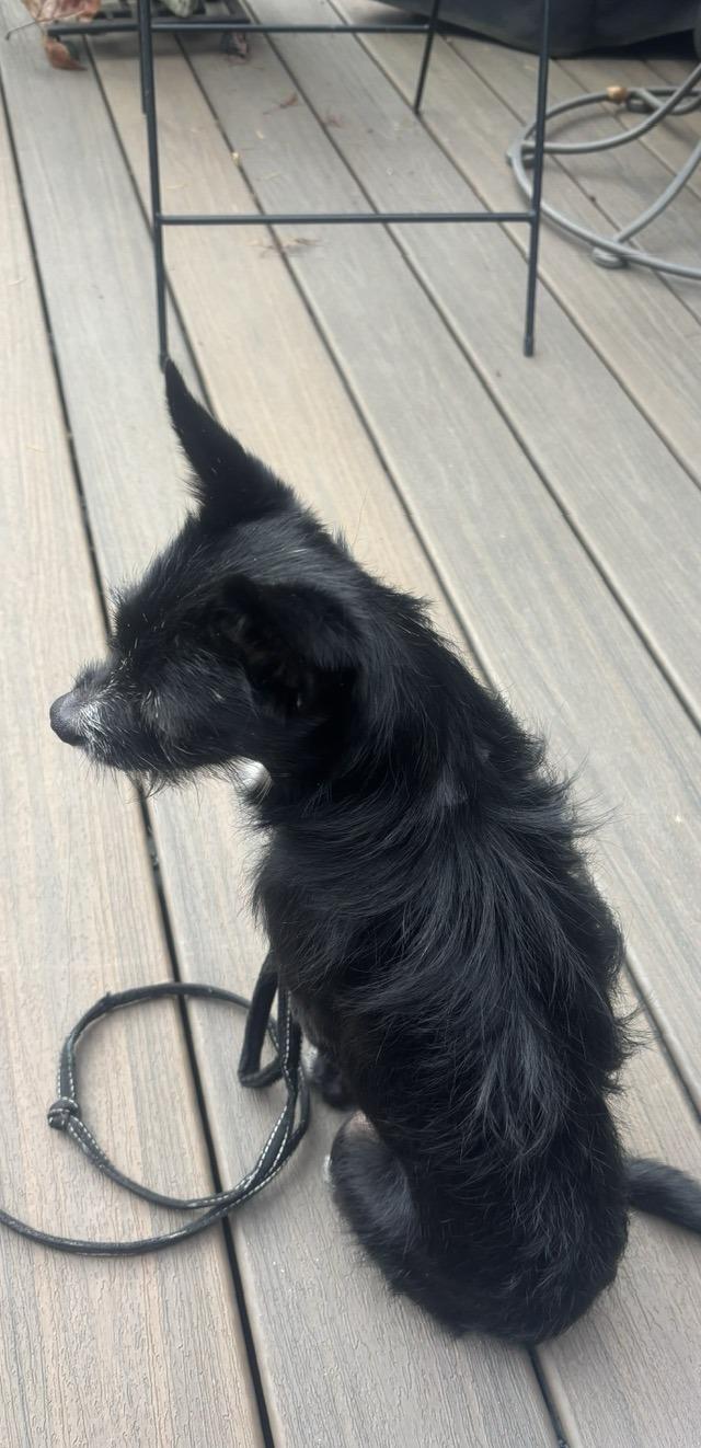 Sando, an adoptable mixed breed in Eugene, OR image 3/3