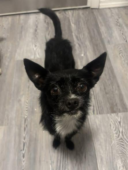 Sando, an adoptable mixed breed in Eugene, OR image 1/3