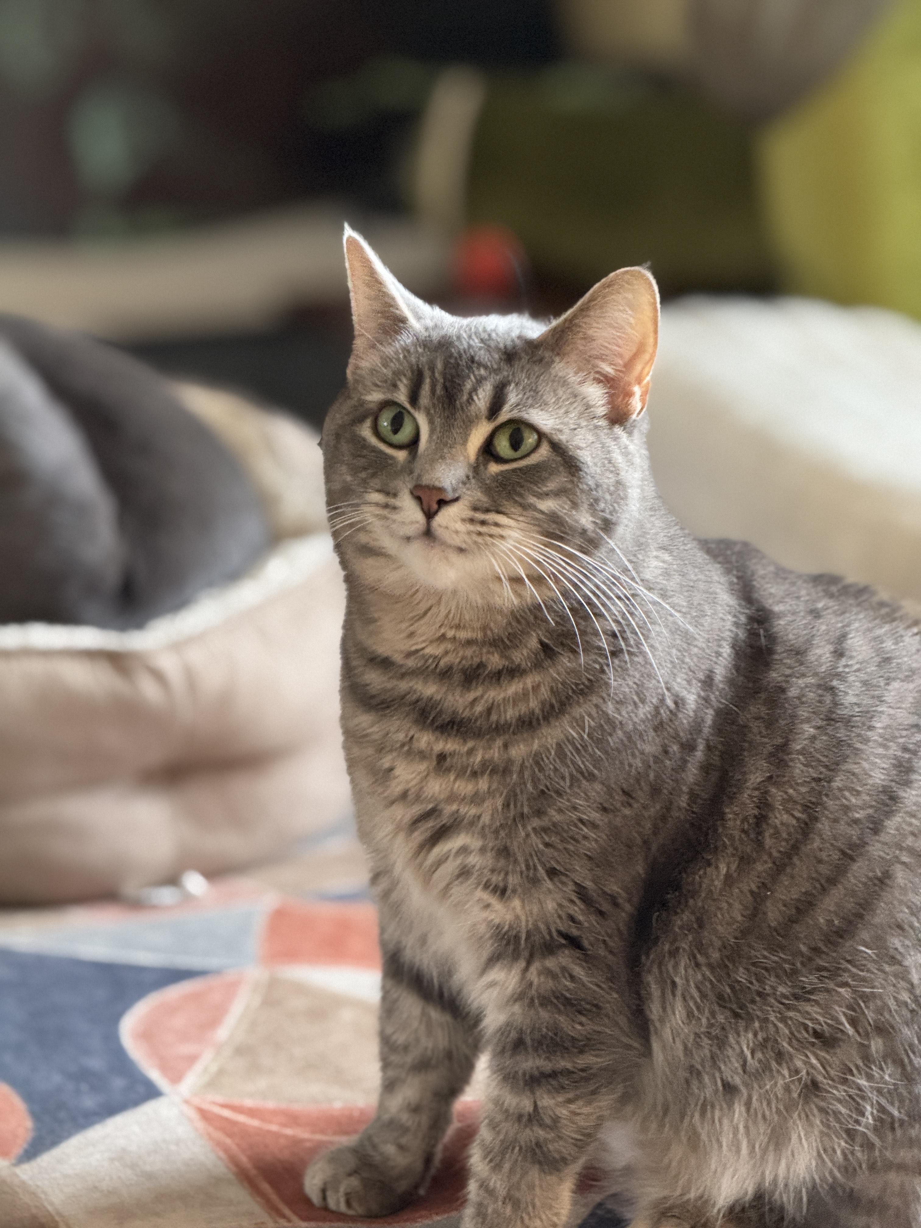 Mandy, a Adoptable Tabby in Columbus, OH image 6/6