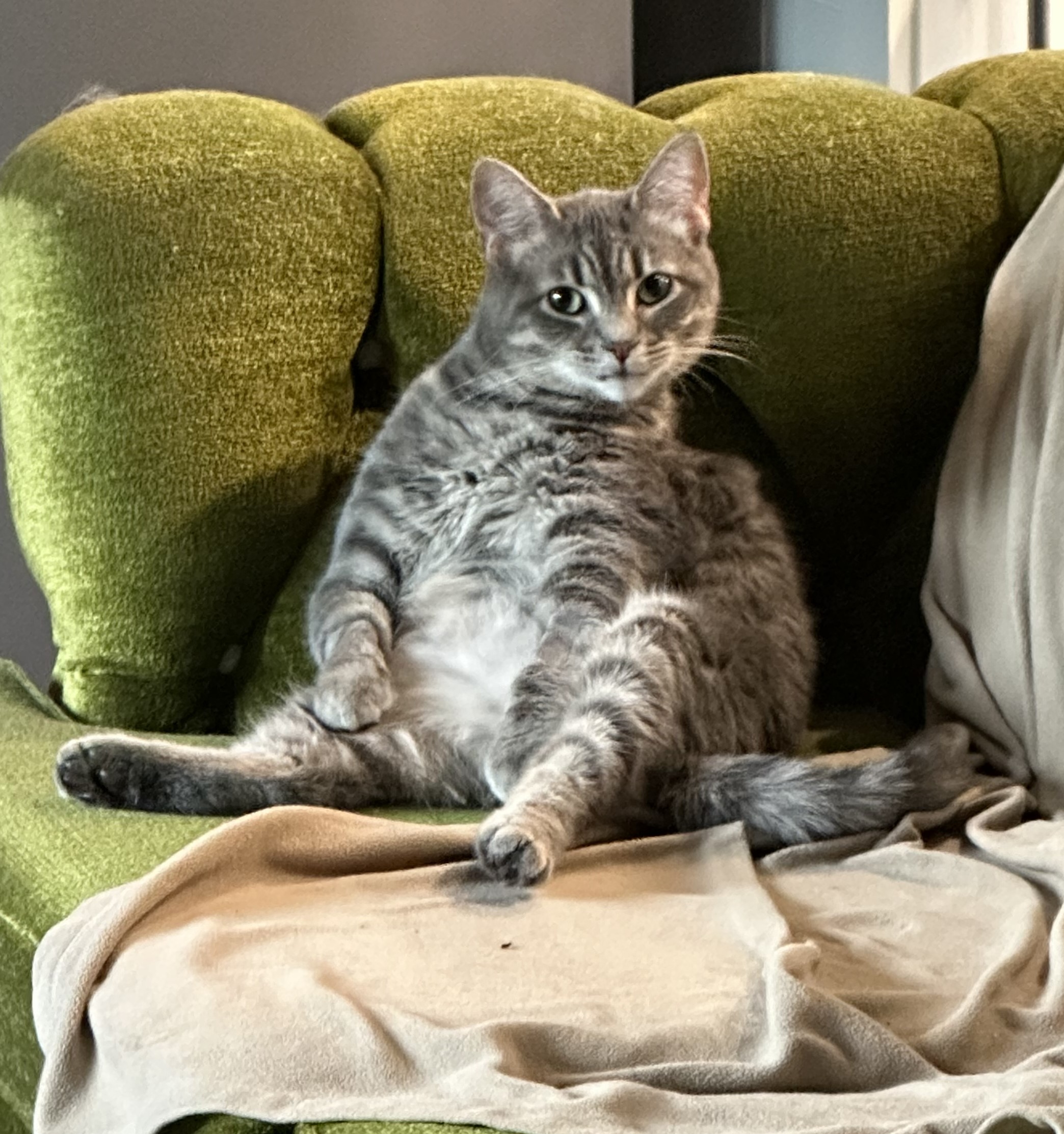 Mandy, a Adoptable Tabby in Columbus, OH image 2/6