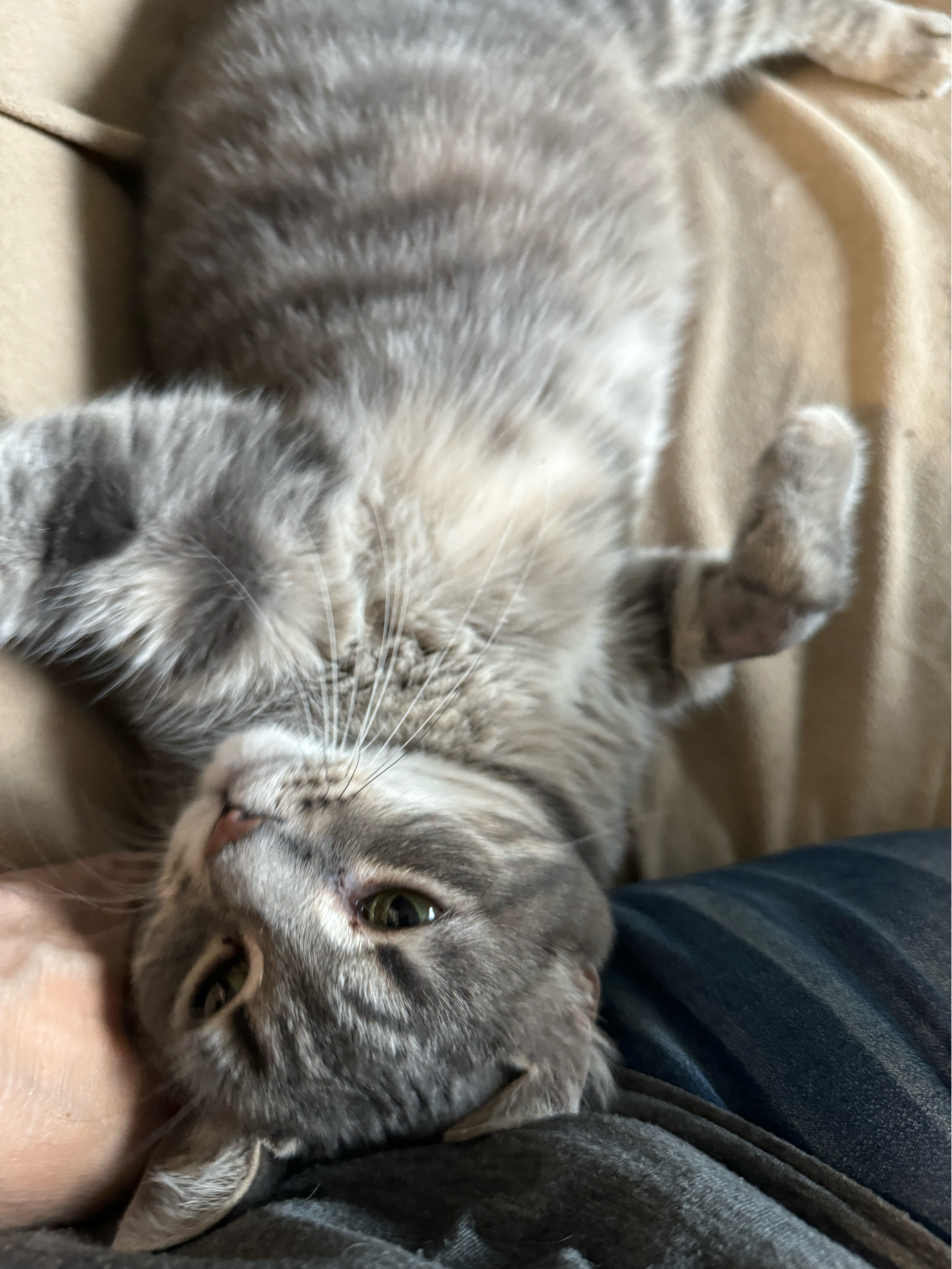 Mandy, a Adoptable Tabby in Columbus, OH image 3/6