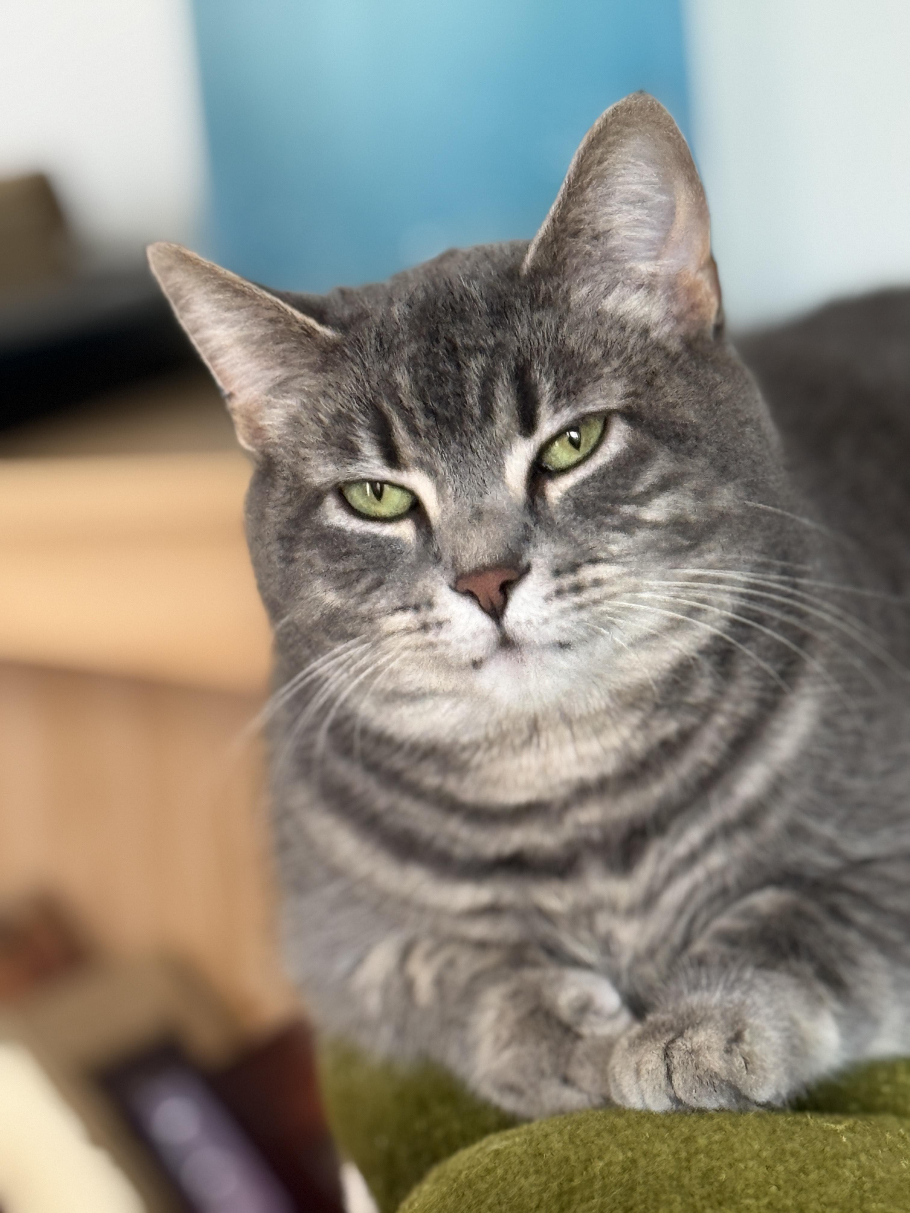 Mandy, a Adoptable Tabby in Columbus, OH image 1/6